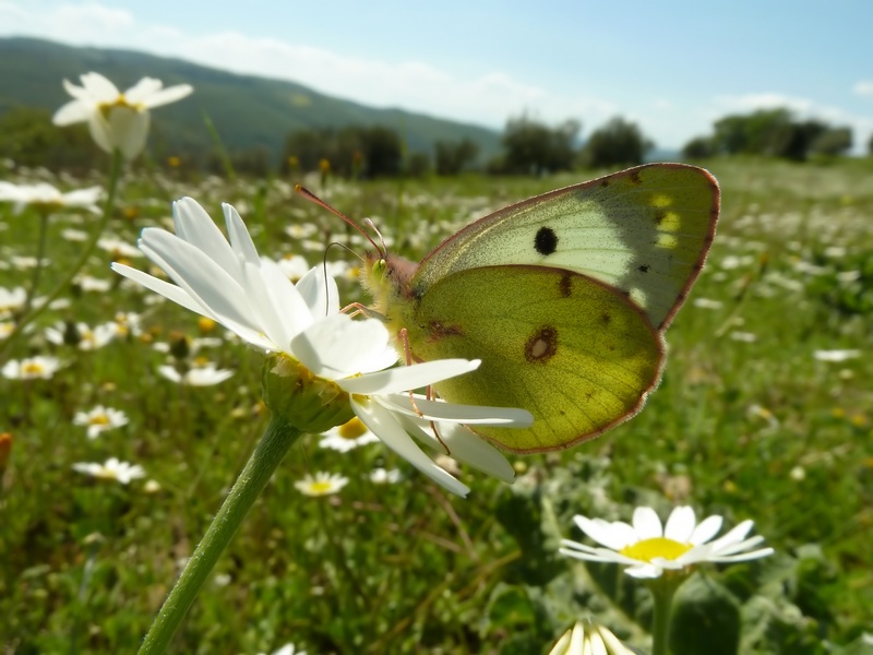 Colias crocea  forma helice???